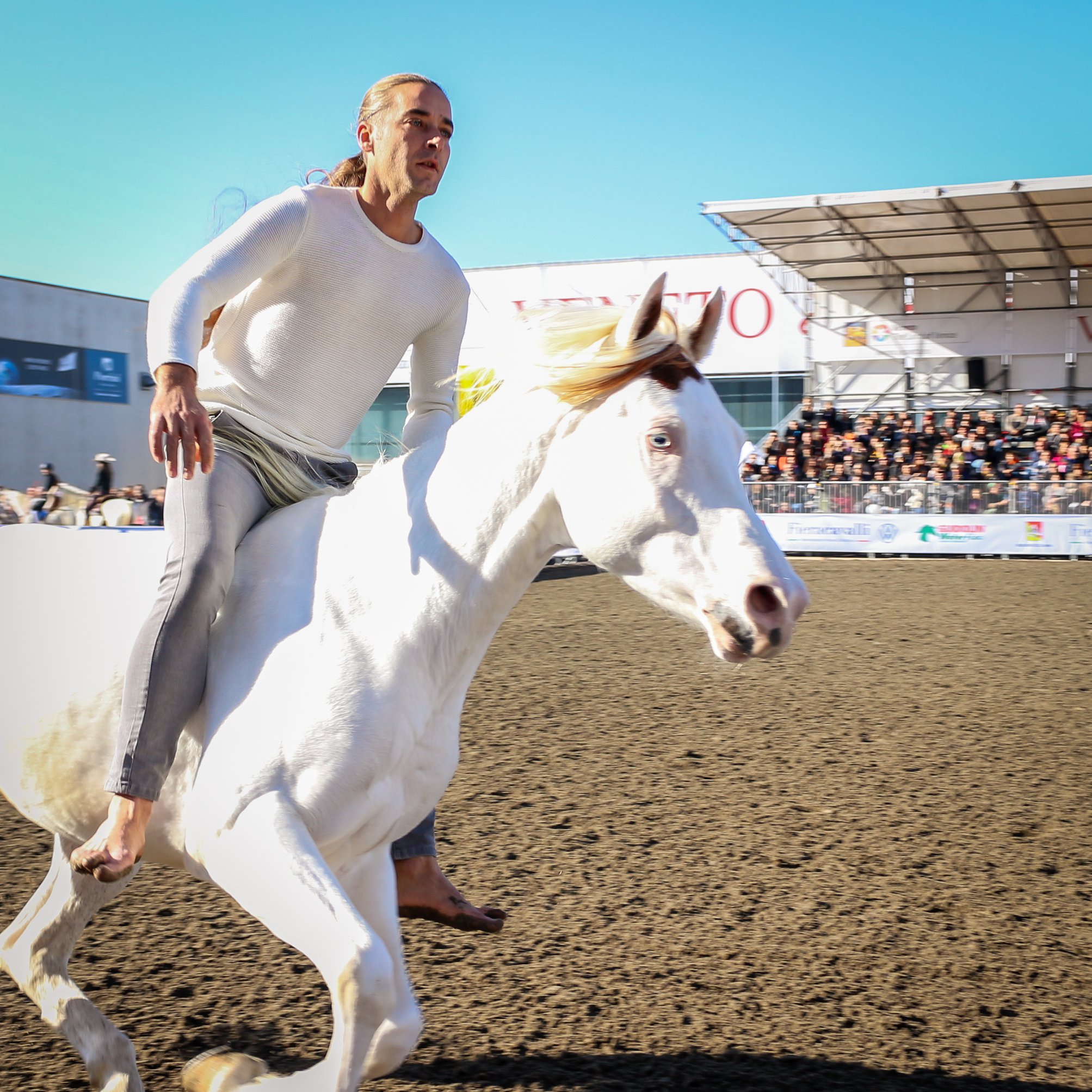 Arab Quarter Horse Cross